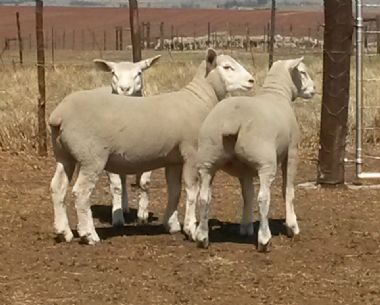  - Ewe lamb on 5 months fathered by RC 13 028